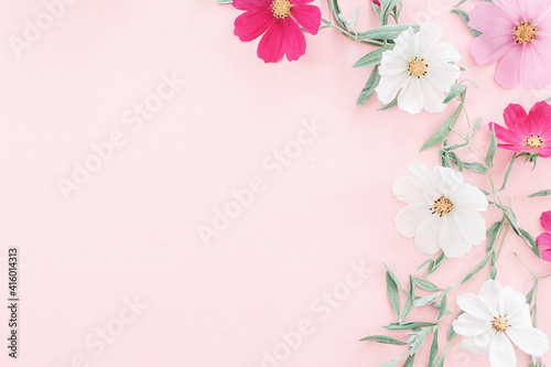 Composition from summer flowers. Kosmey flowers on pastel pink background. © Natalia Samorodskaia