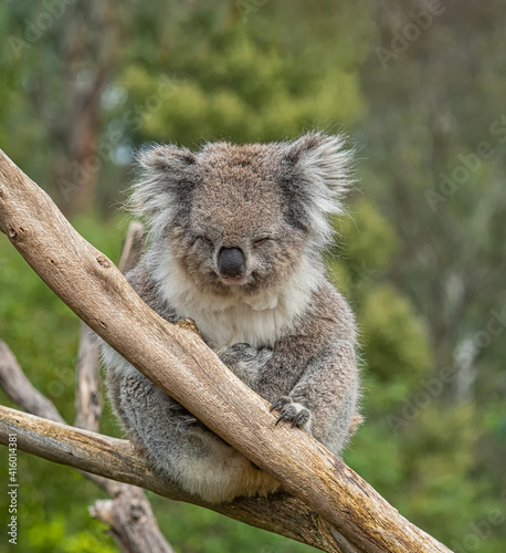 Fototapeta Naklejka Na Ścianę i Meble -  Koala in tree