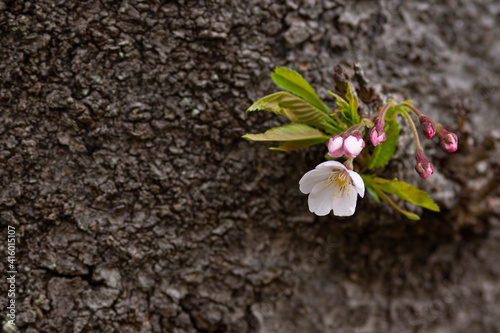 桜の木の幹に咲くサクラの花