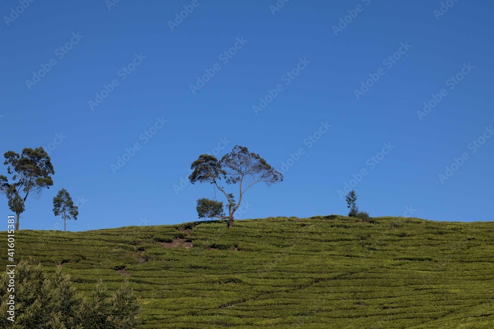 Obraz premium Treen in tea garden