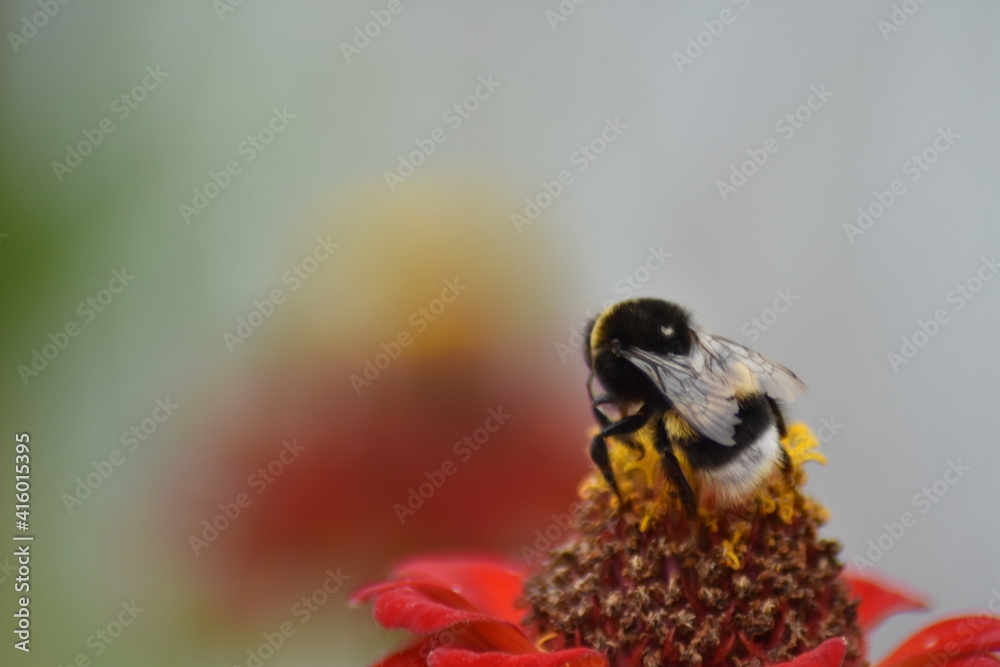 Fototapeta premium bee pollinates flower in garden
