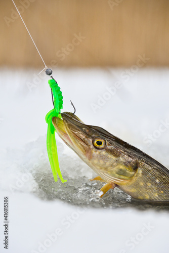 Northern Pike being pulled through the hole while ice fishing