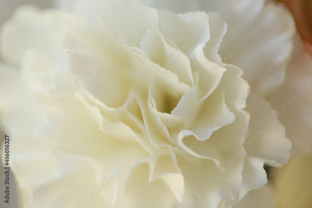 close-up of a beautiful flower - white peony close-up of a beautiful flower - white peony