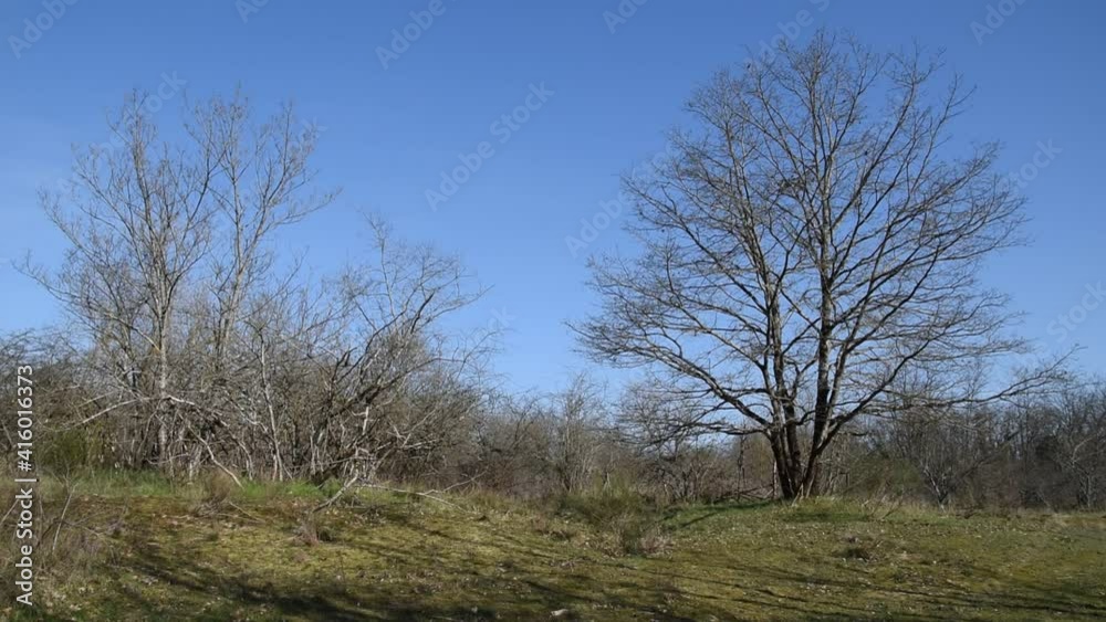 Winter landscape with blue sky and trees in the wind Winter landscape with blue sky and trees in the wind