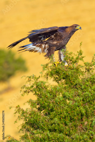 Golden Eagle, Aquila chrysaetos, Mediterranean Forest, Castile and Leon, Spain, Europe