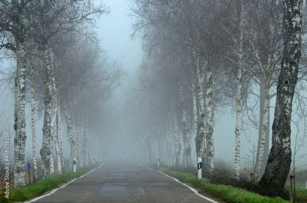 Pfrunger Ried; Oberschwaben, Birkenallee im Nebel Pfrunger Ried; Oberschwaben, Birkenallee im Nebel