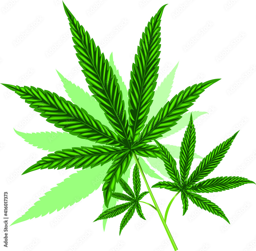cannabis leaf isolated on white cannabis leaf isolated on white