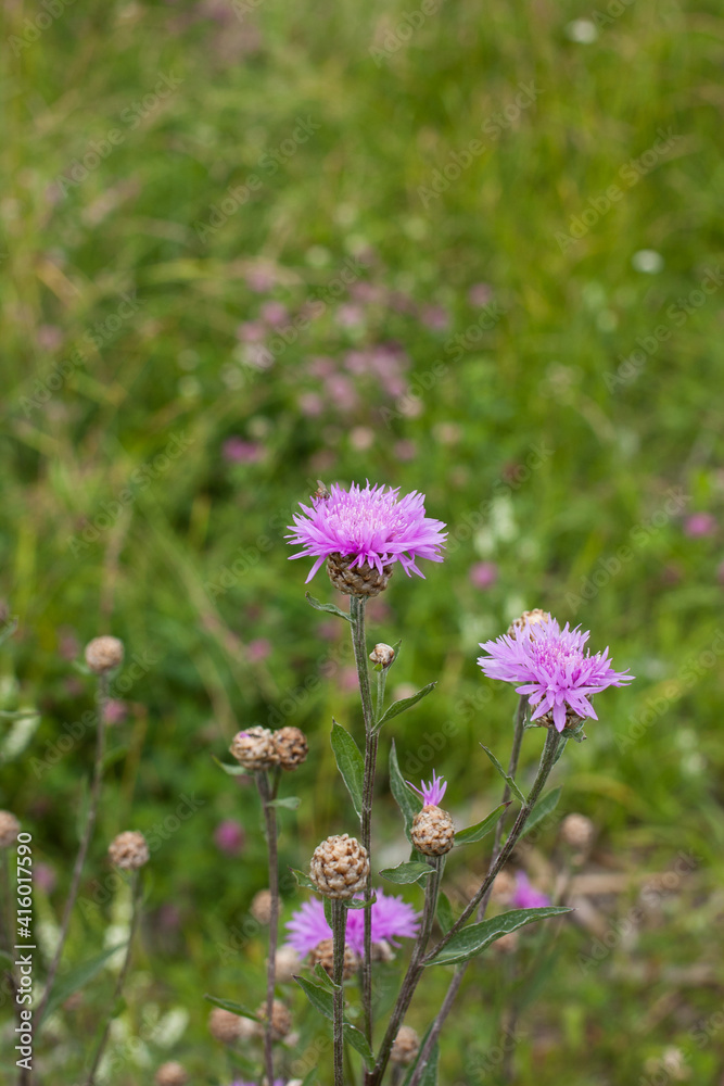 Fototapeta premium Meadow cornflower (Centaurea jacea). Lilac pink flower on green grass background