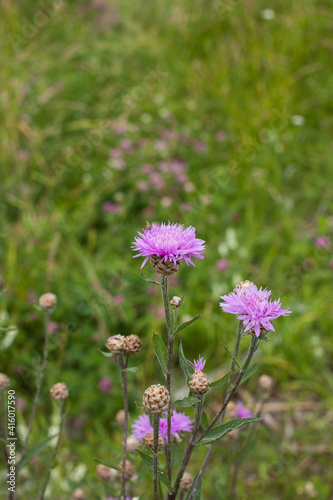 Meadow cornflower  Centaurea jacea . Lilac pink flower on green grass background