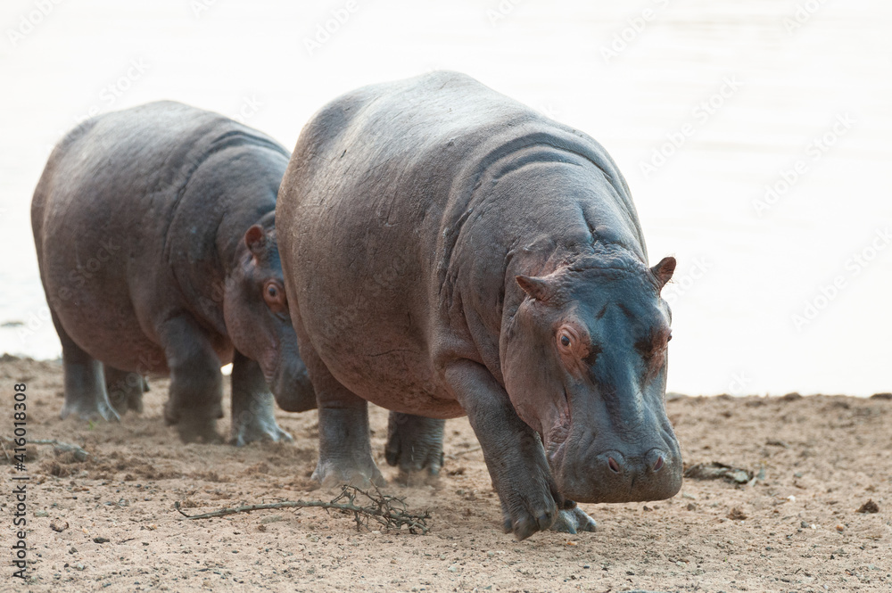 Hippo seen leaving the water on a safari in South Africa Hippo seen leaving the water on a safari in South Africa