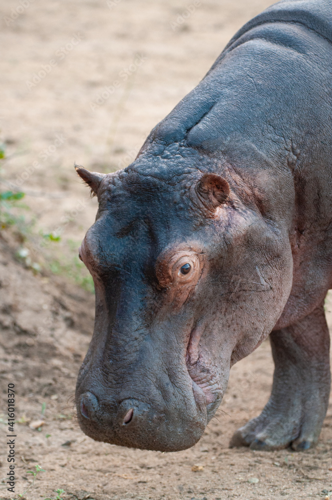 Hippo seen leaving the water on a safari in South Africa Hippo seen leaving the water on a safari in South Africa