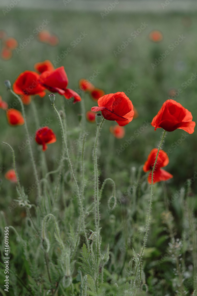 Fototapeta premium poppy field in summer