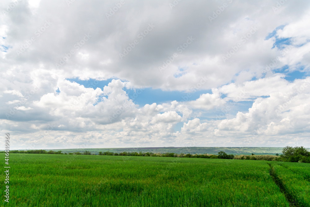 Spring field of rye or wheat and cloudy day before rain Spring field of rye or wheat and cloudy day before rain