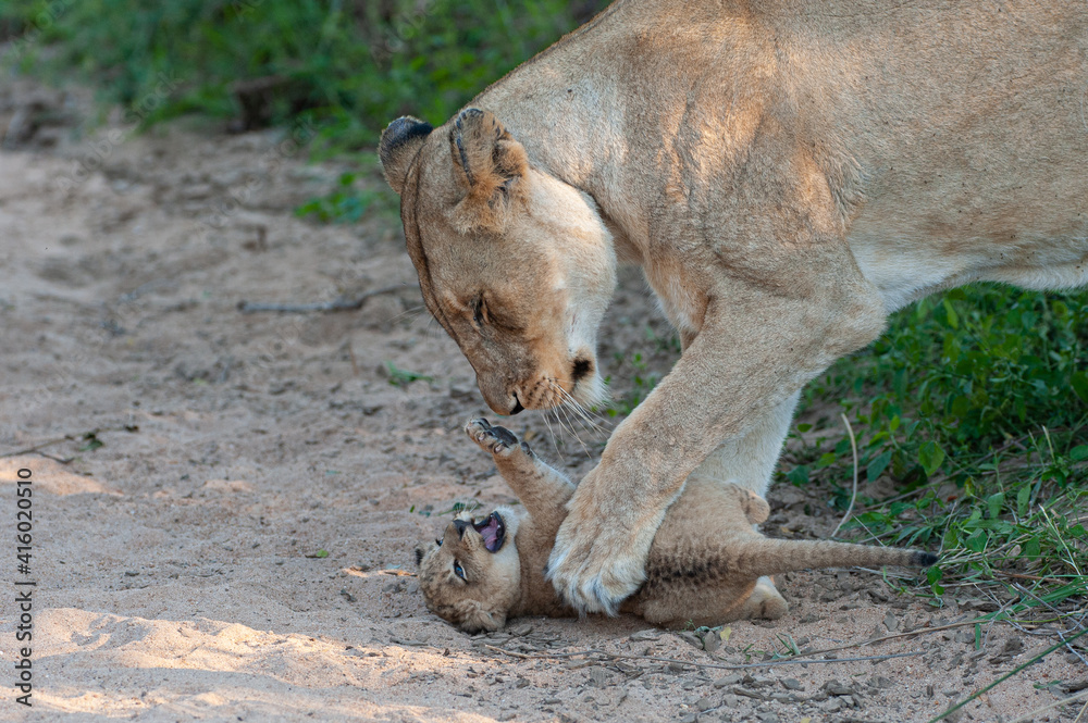 Naklejka premium A female Lion playing with one of her newborn lion cubs on a safari in South Africa