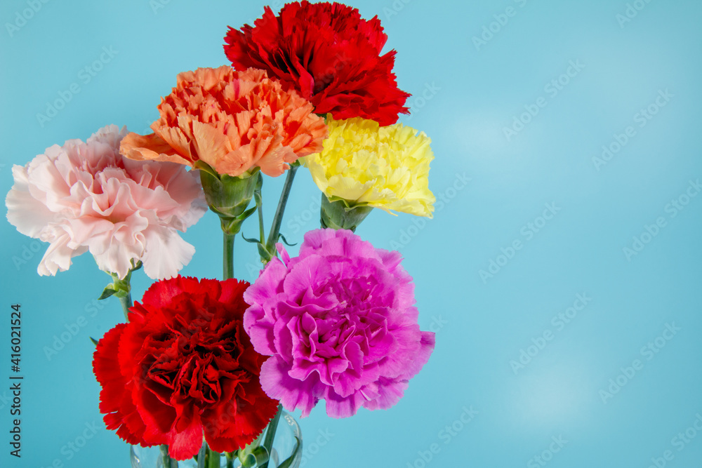 Fototapeta premium 背景素材 カラフルなカーネーションの花