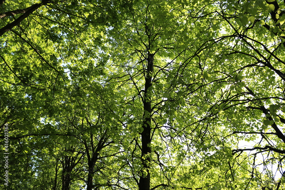 early spring. the sun is shining, morning. green trees in the park early spring. the sun is shining, morning. green trees in the park