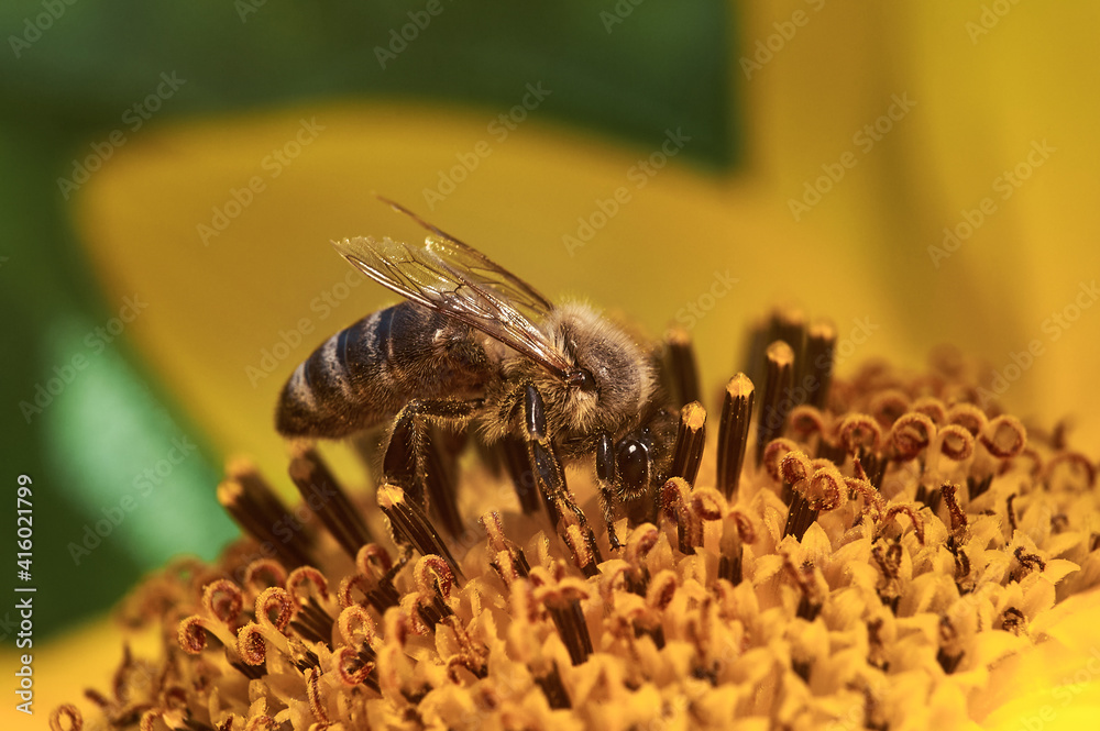 a bee with damaged wings collects pollen from a sunflower on an autumn day a bee with damaged wings collects pollen from a sunflower on an autumn day