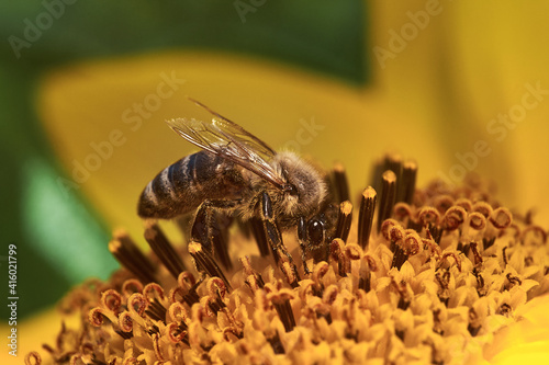 a bee with damaged wings collects pollen from a sunflower on an autumn day