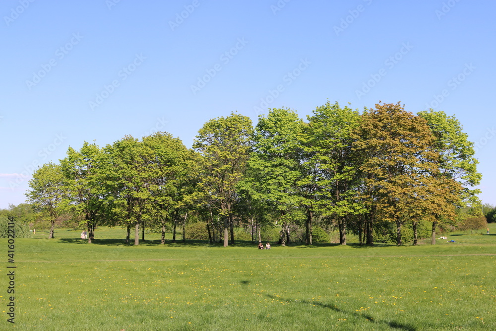 green forest in summer in the sun russia moscow