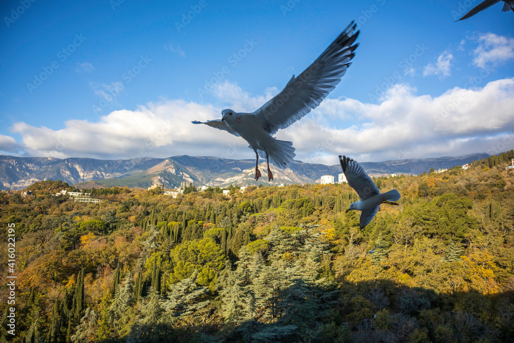 Yalta, Crimea, November 24, 2020, view of the city, sea, mountains and gulls from the balcony of the Yalta-Intourist Hotel Yalta, Crimea, November 24, 2020, view of the city, sea, mountains and gulls from the balcony of the Yalta-Intourist Hotel