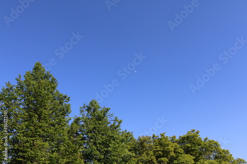 Photography green forest in summer in the sun russia moscow