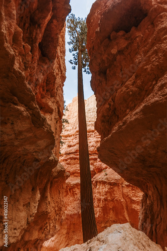 Bryce Canyon National Park, tree into the Hoodoos rocks. Utah, USA
