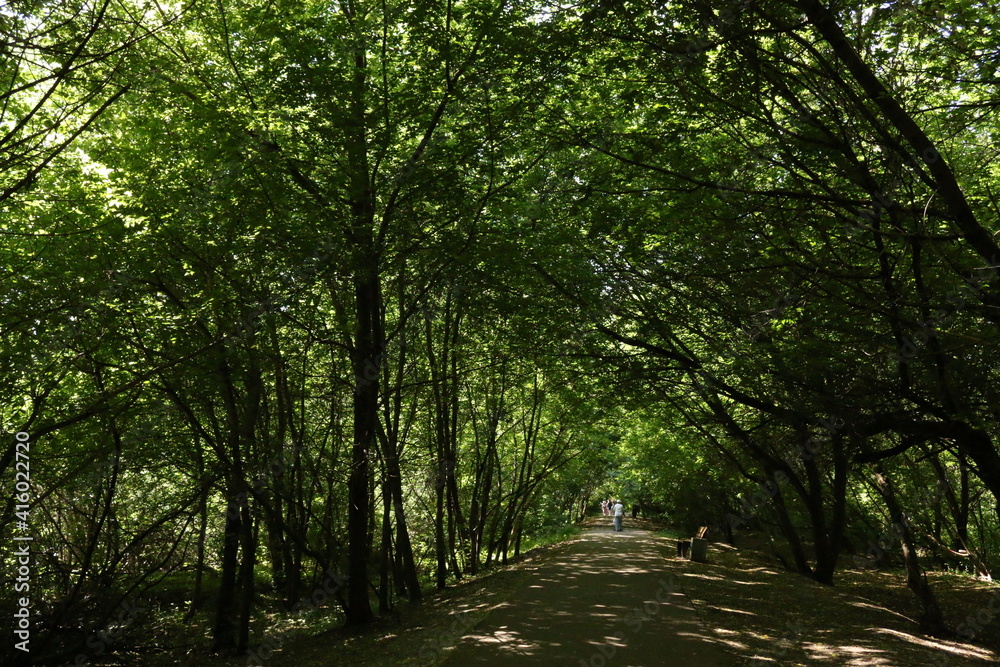 green forest in summer in the sun russia moscow green forest in summer in the sun russia moscow