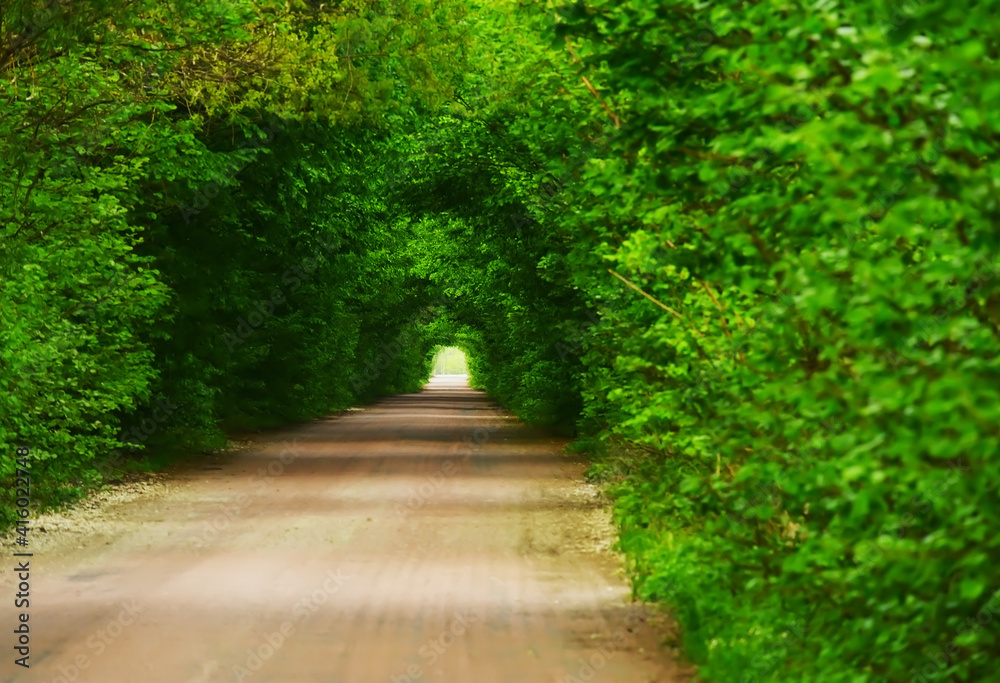 green tunnel from tree branches above the road. Trees arching over a dirt road. Soft selective focus.
