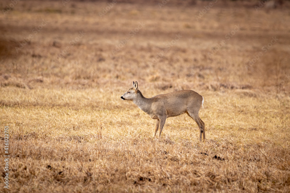 Äsende Rehe im Federseeried Äsende Rehe im Federseeried