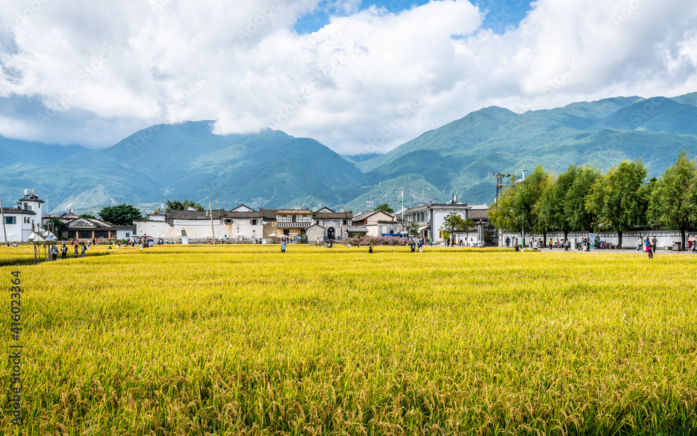 Xizhou old town with Bai minority houses and yellow rice field and Cangshan mountains in background in Xizhou Dali Yunnan China