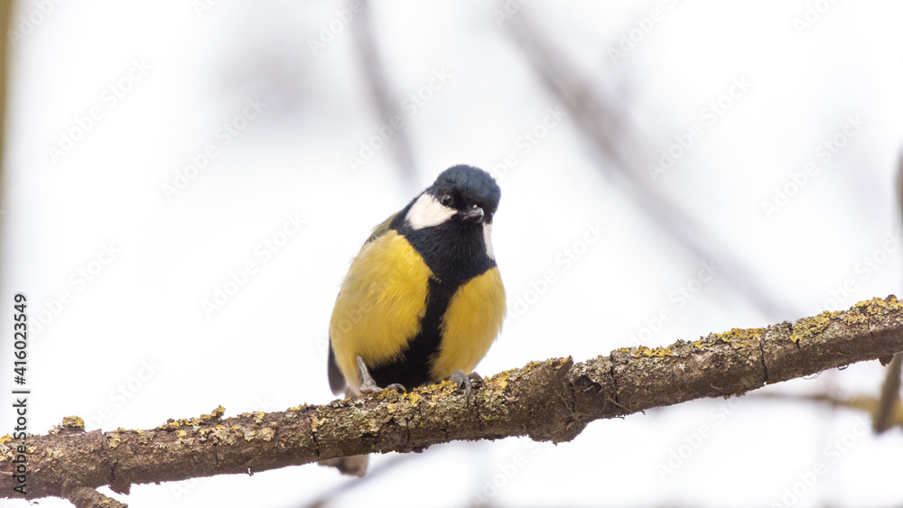 A great tit songbird perched on a lichen-covered branch