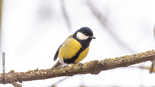 A great tit songbird perched on a lichen-covered branch