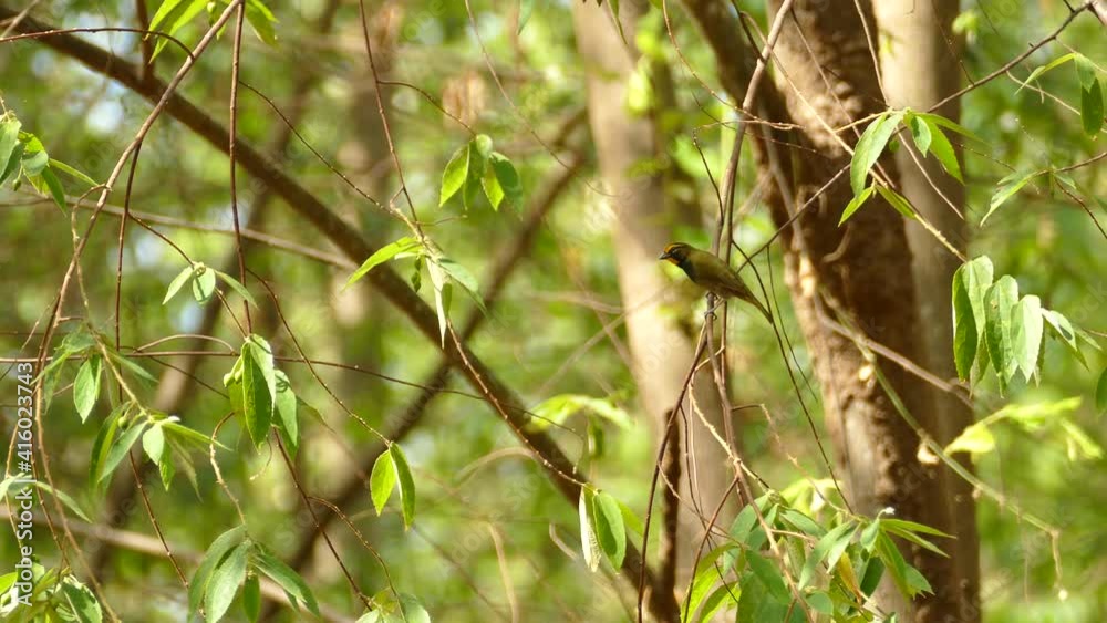 Yellow exotic bird, on a tree branch moving in the wind, in a Panama tropical forest Yellow exotic bird, on a tree branch moving in the wind, in a Panama tropical forest