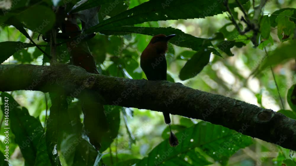 A small bird in the shadows, Gamboa Rainforest Reserve, Panama, static medium shot