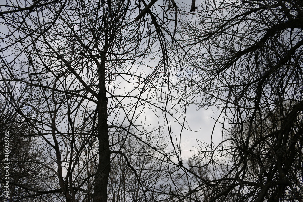 branches in autumn view from bottom to top sky branches in autumn view from bottom to top sky