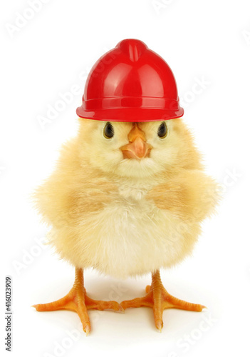 Cute chick with working helmet funny conceptual photo