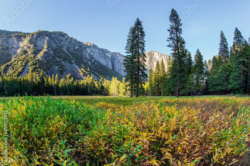 The grass in the Yosemite Valley