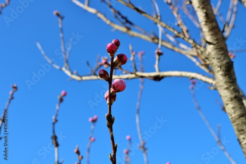 桃の花　つぼみ　風景
