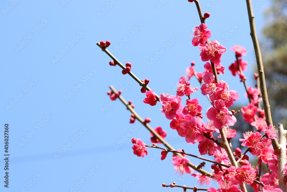 梅の花、濃いピンク 梅の花、濃いピンク