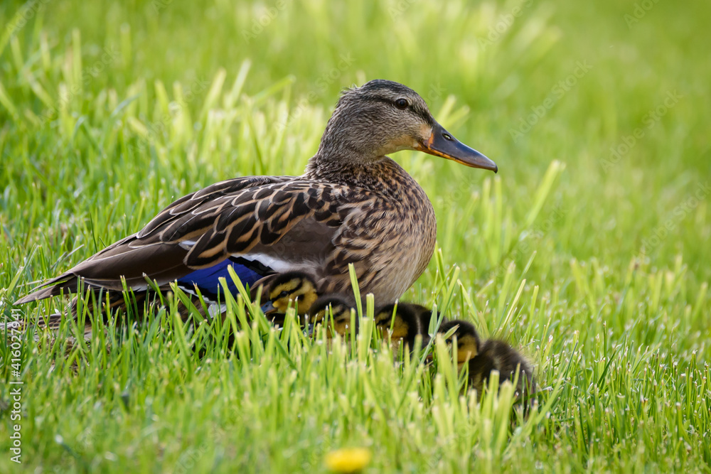 Selective focus photo. Mallard female duck with baby ducks. Selective focus photo. Mallard female duck with baby ducks.