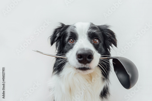 Funny portrait of cute puppy dog border collie holding kitchen spoon ladle in mouth isolated on white background. Chef dog cooking dinner. Homemade food restaurant menu concept. Cooking process © Юлия Завалишина