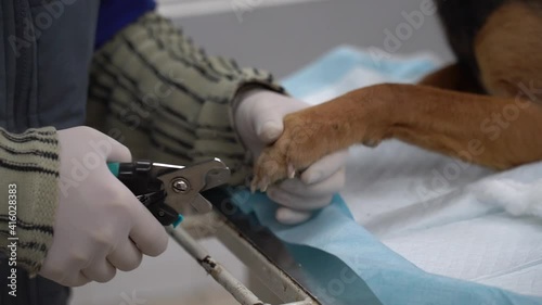 Europe, Borodyanka, Kiev region, Ukraine - February 2021: Veterenar examines the dog. Veterinary clinic at the animal shelter. Clinic in a shelter for stray dogs. photo