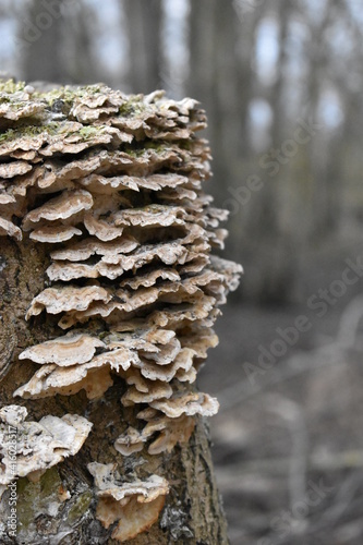 Champignons sur un tronc d'arbre