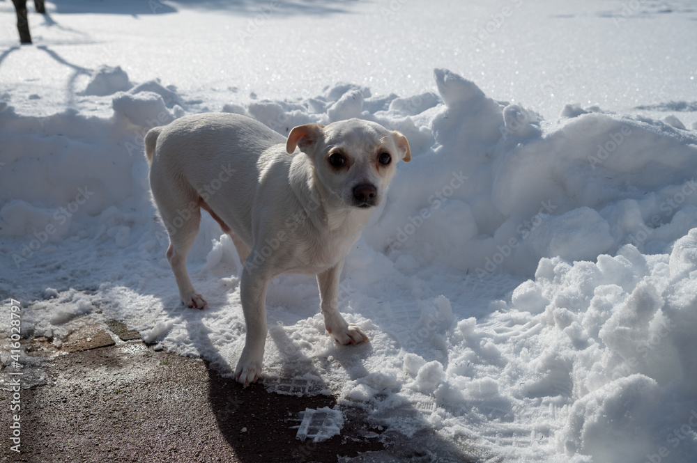 weißer Hund im hohen Schnee