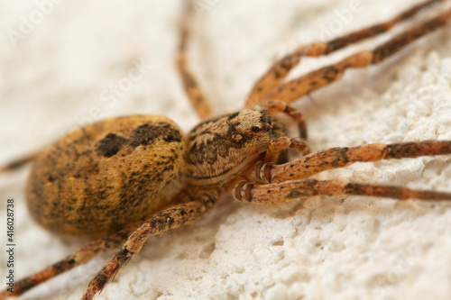 Canvastavla ragno aracnide Zoropsidae
