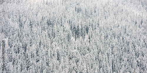 Snow covered trees in winter forest