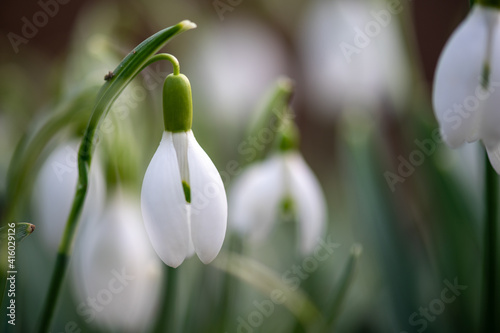 Schneegl  ckchen am Bach