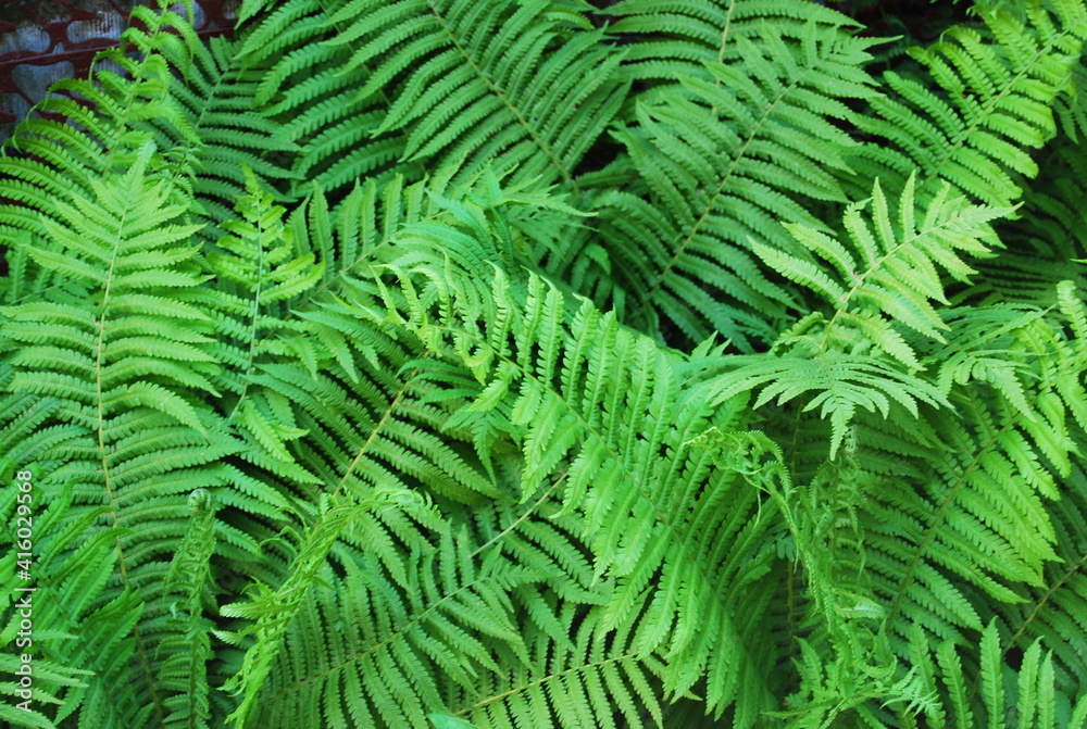 fern leaves in sunny light