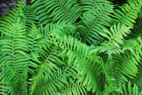 fern leaves in sunny light