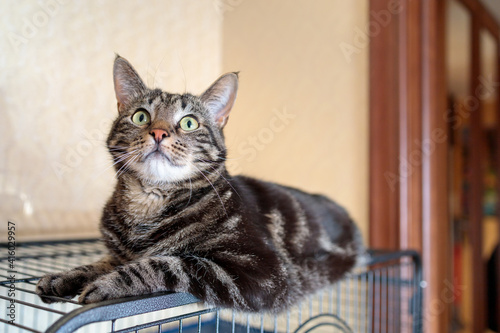 the cat lies on top of the cage